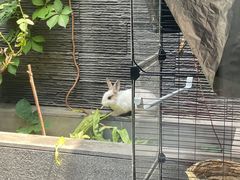 -毛辣果·贵州红酸汤牛肉火锅(西单店)