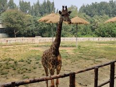 -北京野生动物园