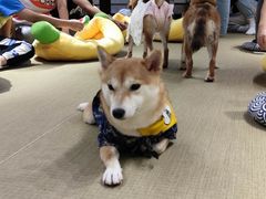 -逗柴咖啡屋·狗咖猫咖宠物桌游