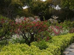 -南汇水蜜桃采摘(大团店)