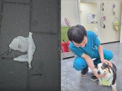 -美联众合爱康动物医院•复杂内科•肿瘤科•牙科•腔镜诊疗中心