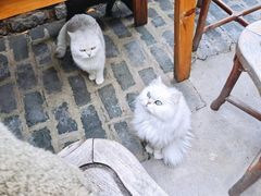 -喵屿·大理花园猫咖