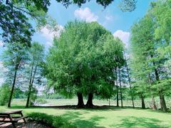 -南宁良凤江国家森林公园