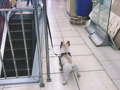 -宝鸡东道花鸟鱼虫市场(吉利花园商场店)