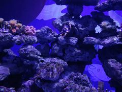 -烟台海昌鲸鲨海洋公园