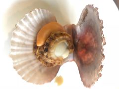 -港畔赶海蒸汽海鲜烧烤自助(仙螺岛店)