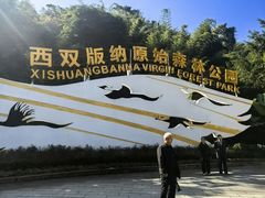 -西双版纳原始森林公园
