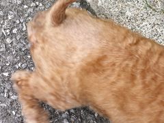 -狗舍宠物医院(四季商业广场店)