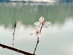 -北京大学百年讲堂