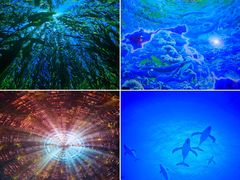 -海合安天津极地海洋公园