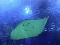 -芜湖新华联大白鲸海洋公园