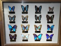 -上海昆虫博物馆