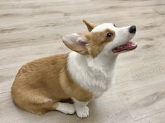 -浣熊柯尔鸭土拨鼠·电玩咖