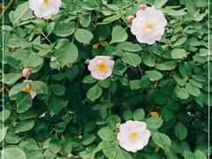 -北京大学燕东园