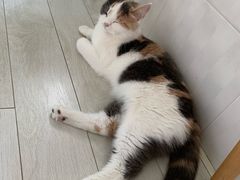 -喵的天空名猫咖啡馆·撸猫·猫舍·用品