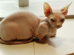 -飞行喵MR PILOT|猫舍·猫咖(静安大融城店)