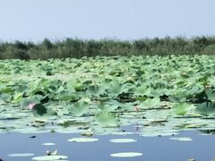 -微山湖红荷湿地景区