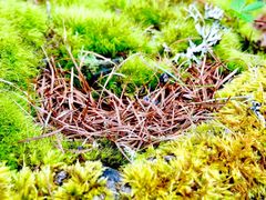 -硗碛藏寨·神木垒景区