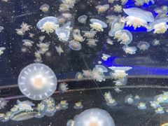 -太平洋海底世界