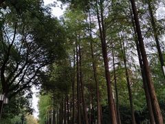 -红梅公园