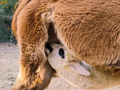 -济南野生动物世界