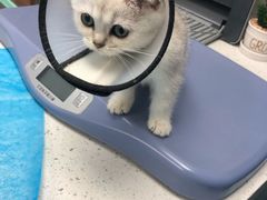 -纳吉亚猫专科动物诊疗中心(蒋宅口分院)