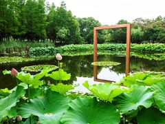 -陈家山荷花公园