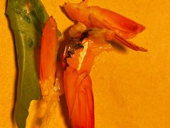 -来龙里 精致 东南亚餐室(万象城店)