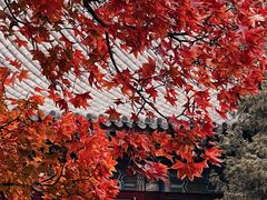-香山公园