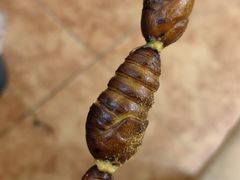 -绝味酷翅(范光胡同店)