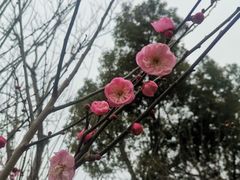 -香雪海