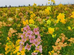 -漩门湾国家湿地公园