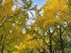 -三里屯东五街银杏大道