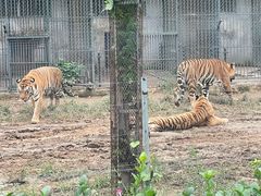 -秦皇岛野生动物园