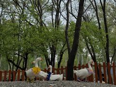 -北京野生动物园