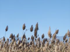 -野鸭湖国家湿地公园