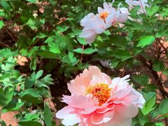 -洛阳市隋唐城遗址植物园