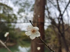 -八大山人梅湖景区