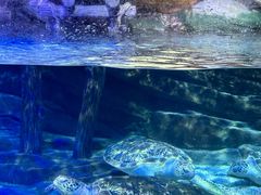 -合肥海洋世界