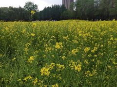 -长白岛森林公园