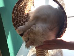 -飞行喵MR PILOT|猫舍·猫咖(静安大融城店)
