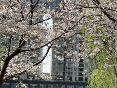 -西北湖绿化广场