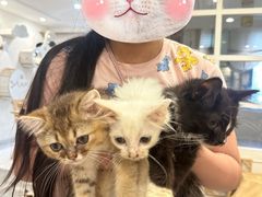 -楼上猫咖(罗湖店)