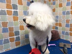 -宠颐生猫科·内科皮肤科(西平世纪城店)