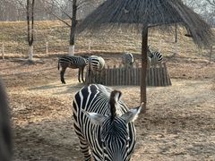 -北京野生动物园