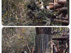 -成都大熊猫繁育研究基地