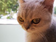 -猫的茶·猫咖