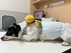 -谐和贝康宠物医院24小时·宠保定点(急重症转诊中心)