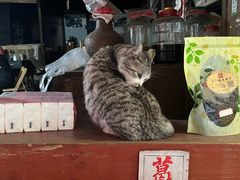 -尧坝古镇