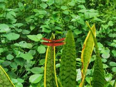 -中国科学院西双版纳热带植物园